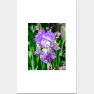 Bearded Iris in bloom Posters and Art